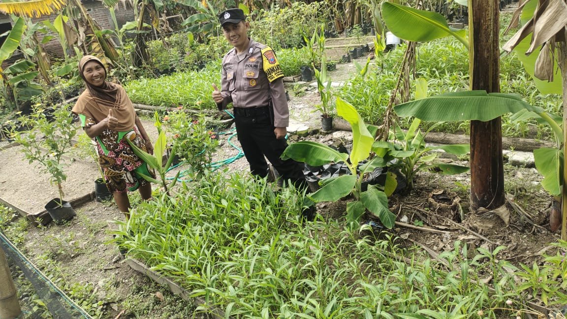 Dari Seragam ke Cangkul: Bhabinkamtibmas Lengkong Panen Sayuran, Dorong Warga Wujudkan Pekarangan Mandiri